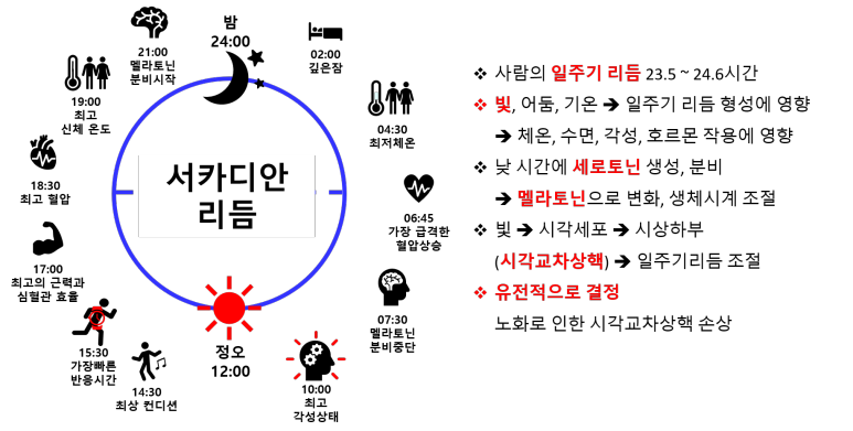 서카디안리듬