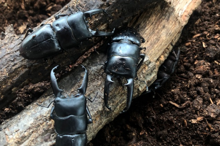 예천 곤충생태원