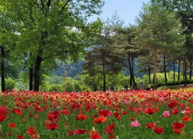 자라섬축제 사진