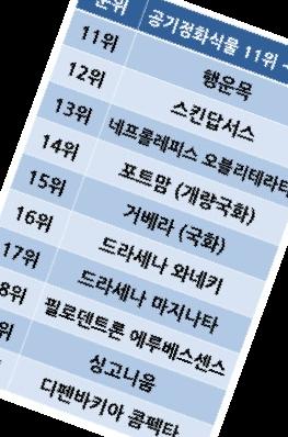 실내 공기정화식물 순위