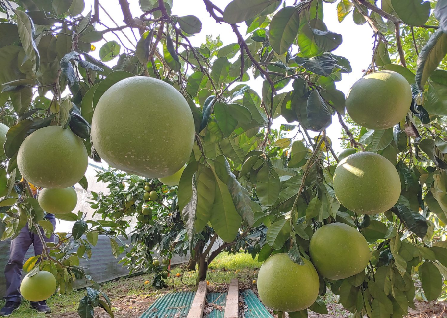 6시내고향 포멜로 효능과 부작용