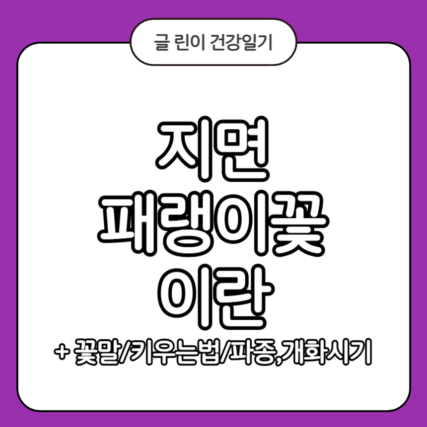 지면패랭이꽃