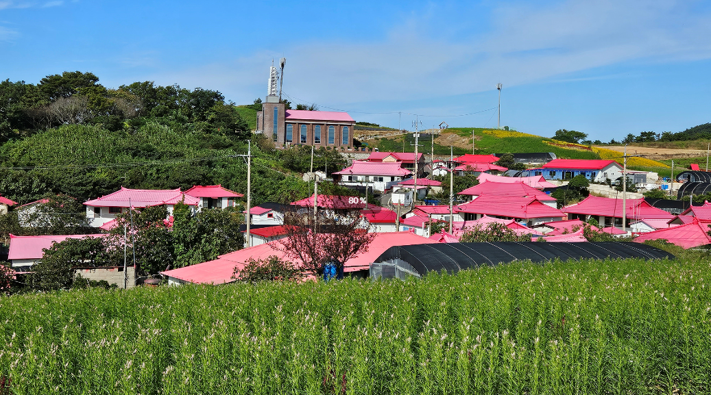 맨드라미1