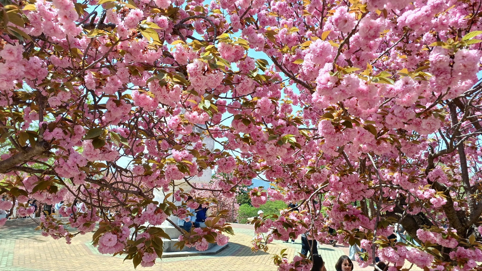 경주 불국사 겹벚꽃11