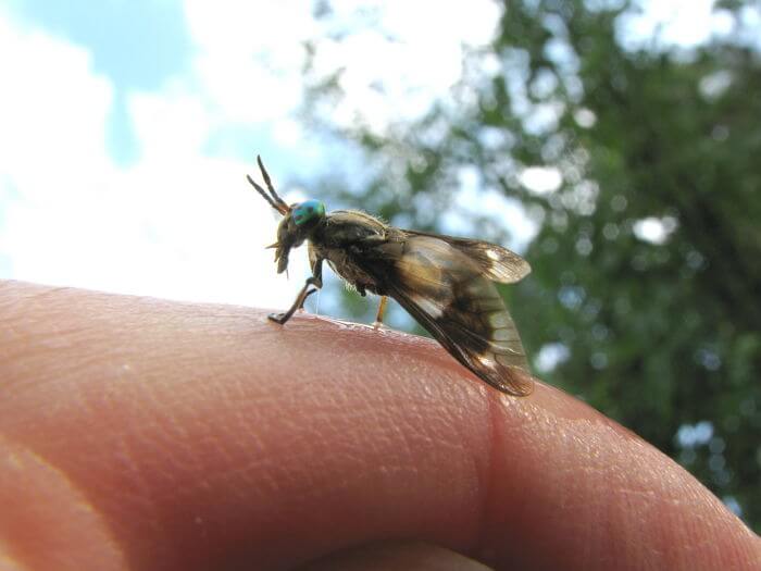 야토병 원인 - 사슴파리