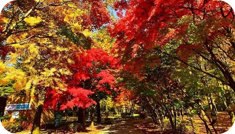 양재-시민의숲-서초-문화-예술공원-단풍-은행-절정