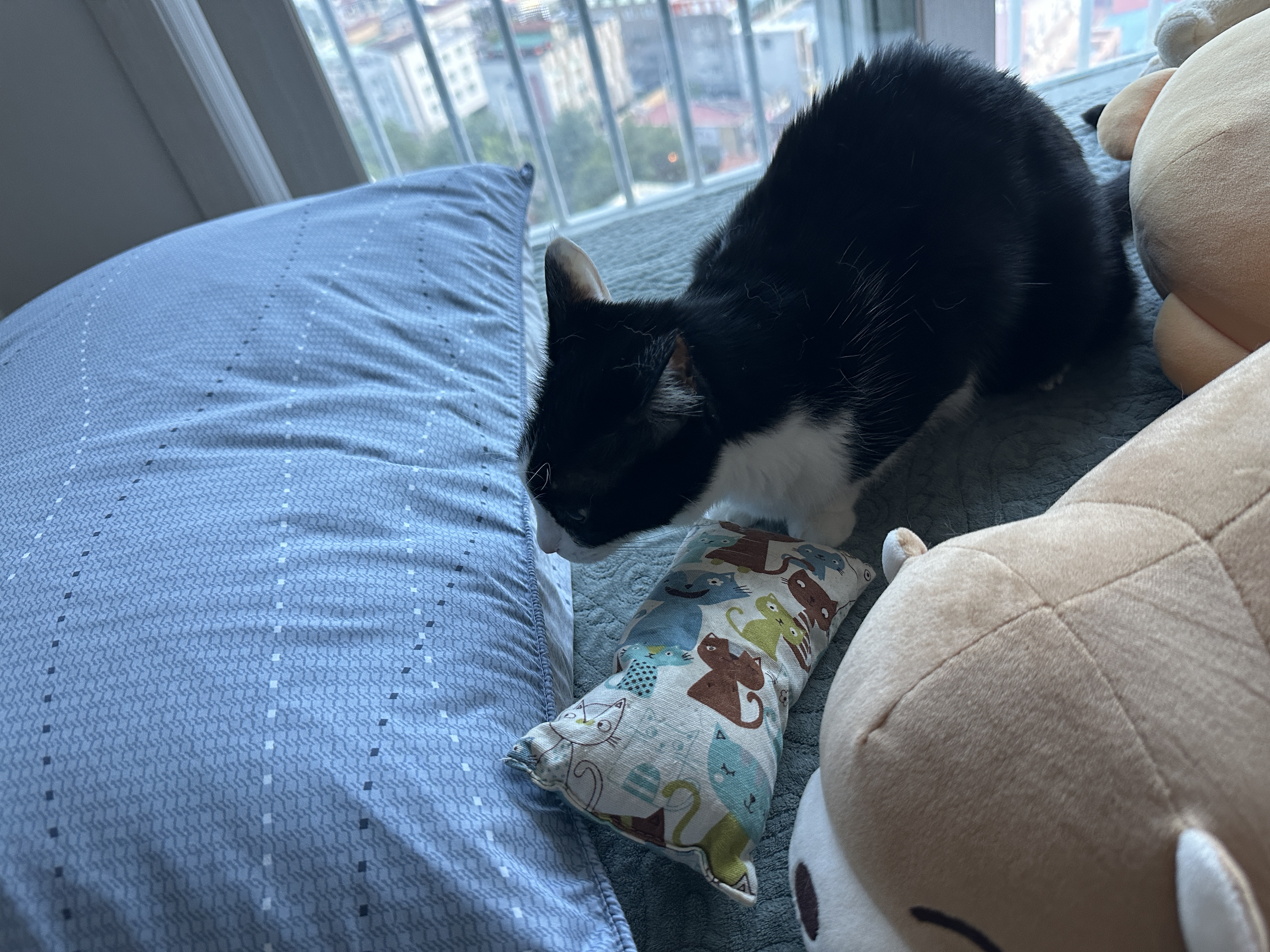 캣닢_쿠션에_신나서_털까지_세운_두리_1