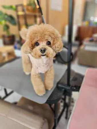 말티푸 단점 장점 성견 크기 분양가격_13