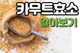 카무트 효소 부작용 효능 먹는법_4
