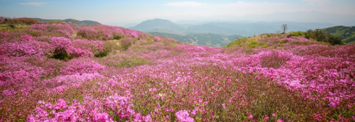 합천황매산 철쭉제3