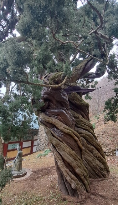 순천 천자암 : 조계산 깊은 숲 속 수행 도량 쌍향수가 전하는 천년의 울림과 수행의 향기