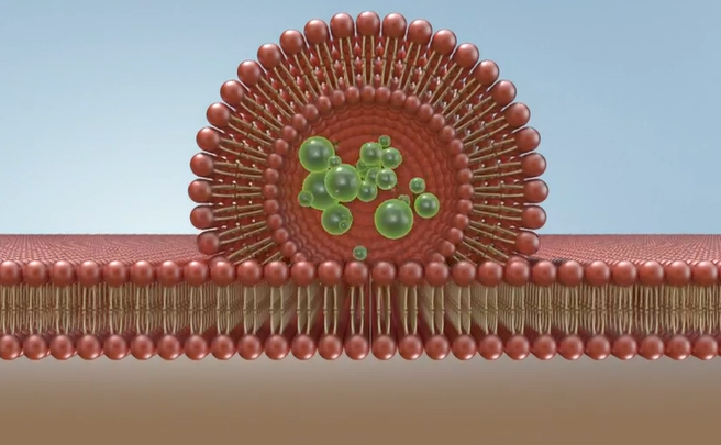 리포좀 비타민c