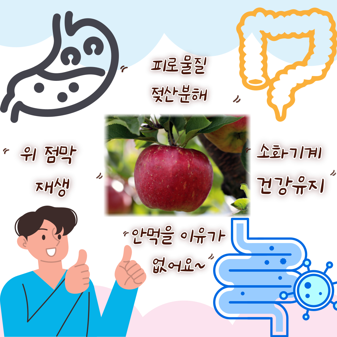 사과의 효능