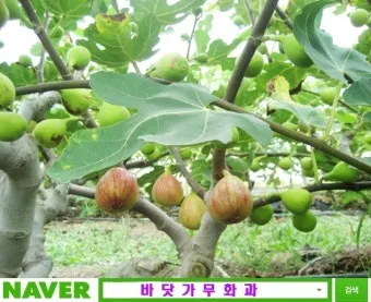 무화과 재배 가지 전정 하우스 보온 수확 연장_29