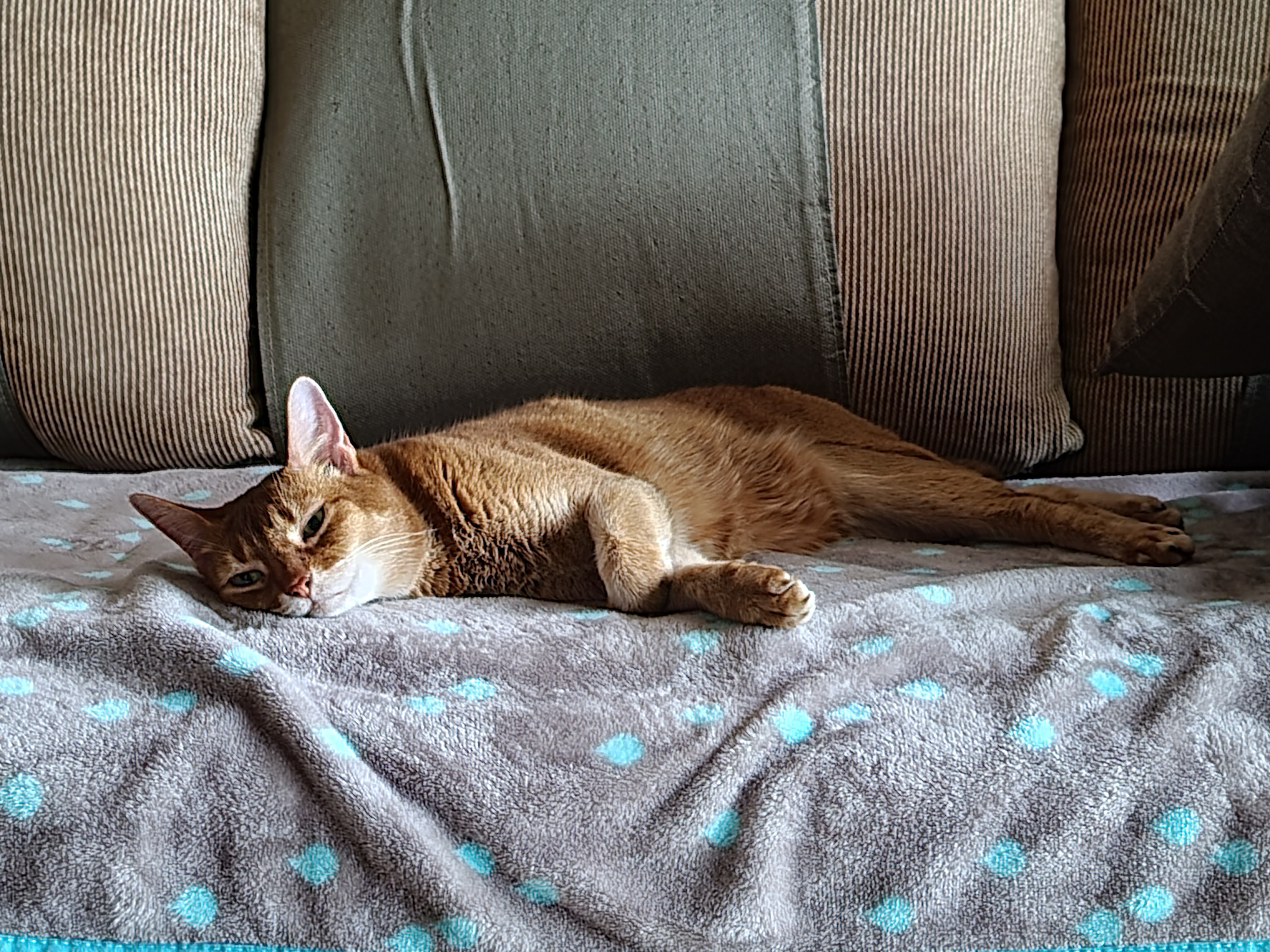 찜질하는 아비시니안 고양이