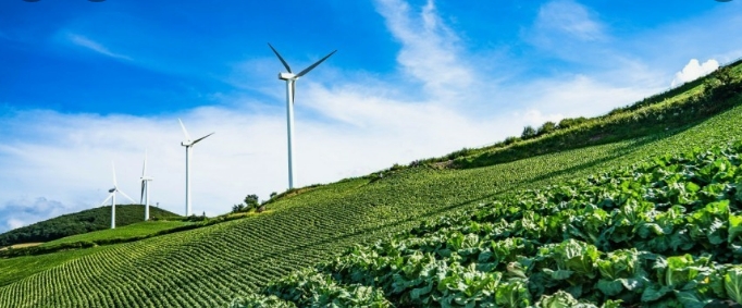 2024 농협 하나로 마트 절임배추 예약