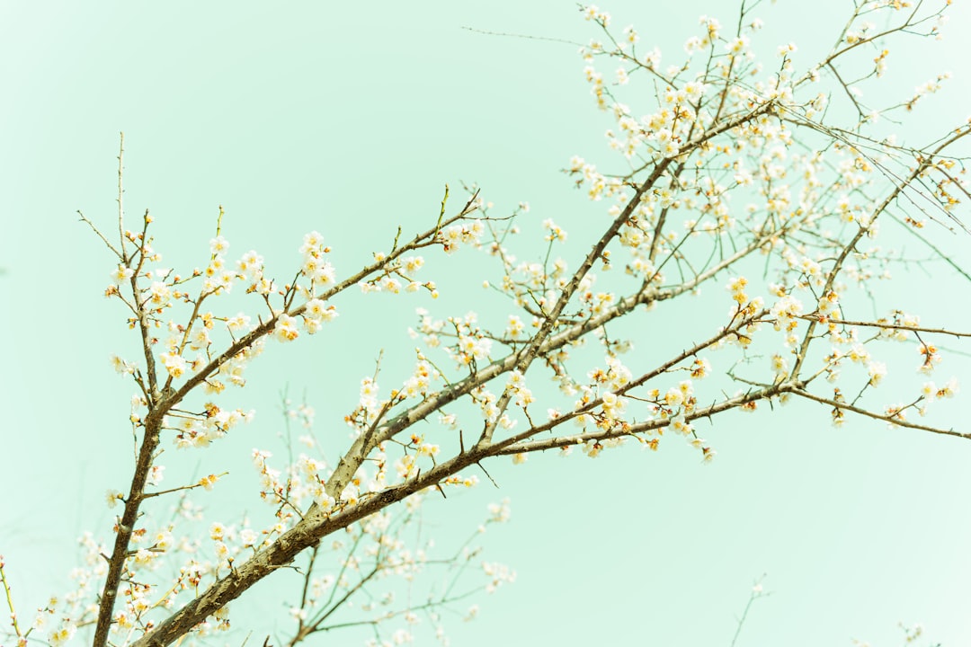 Spring Fest