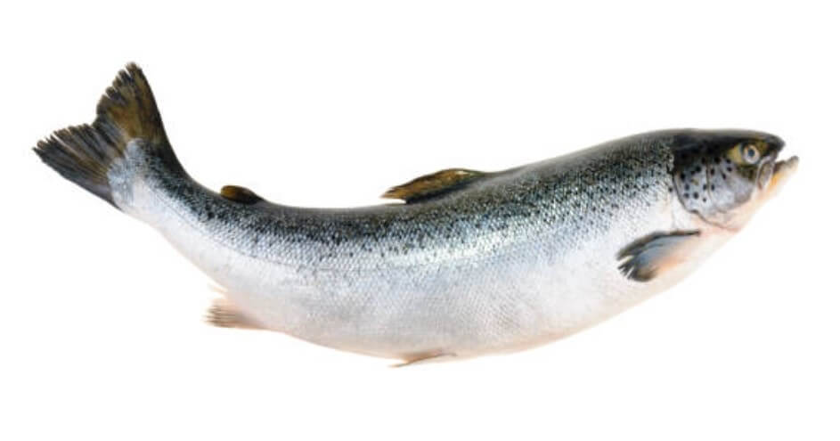 물고기 잡는 꿈