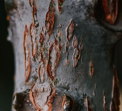 침향 : 침향의 기원, 효능, 부작용과 주의사항