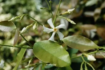 백화등 키우기 삽목방법 가지치기 꽃 노지월동까지_10