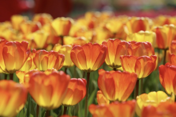 태안 코리아플라워파크 축제