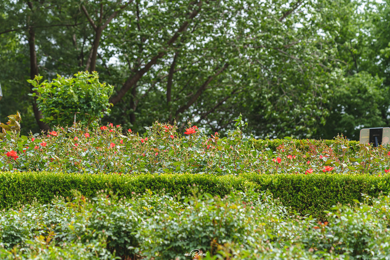 백만송이장미원