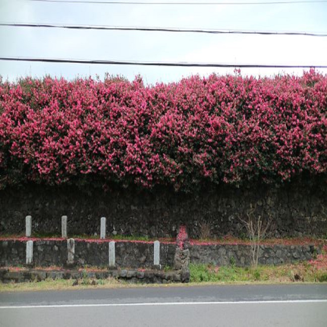 위미리 동백군락지