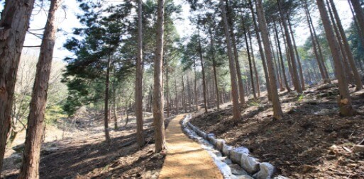 진안 부귀편백나무숲