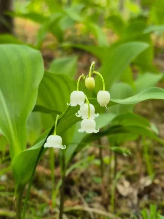 은방울꽃 꽃말 봄 꽃 꽃말 모음_17