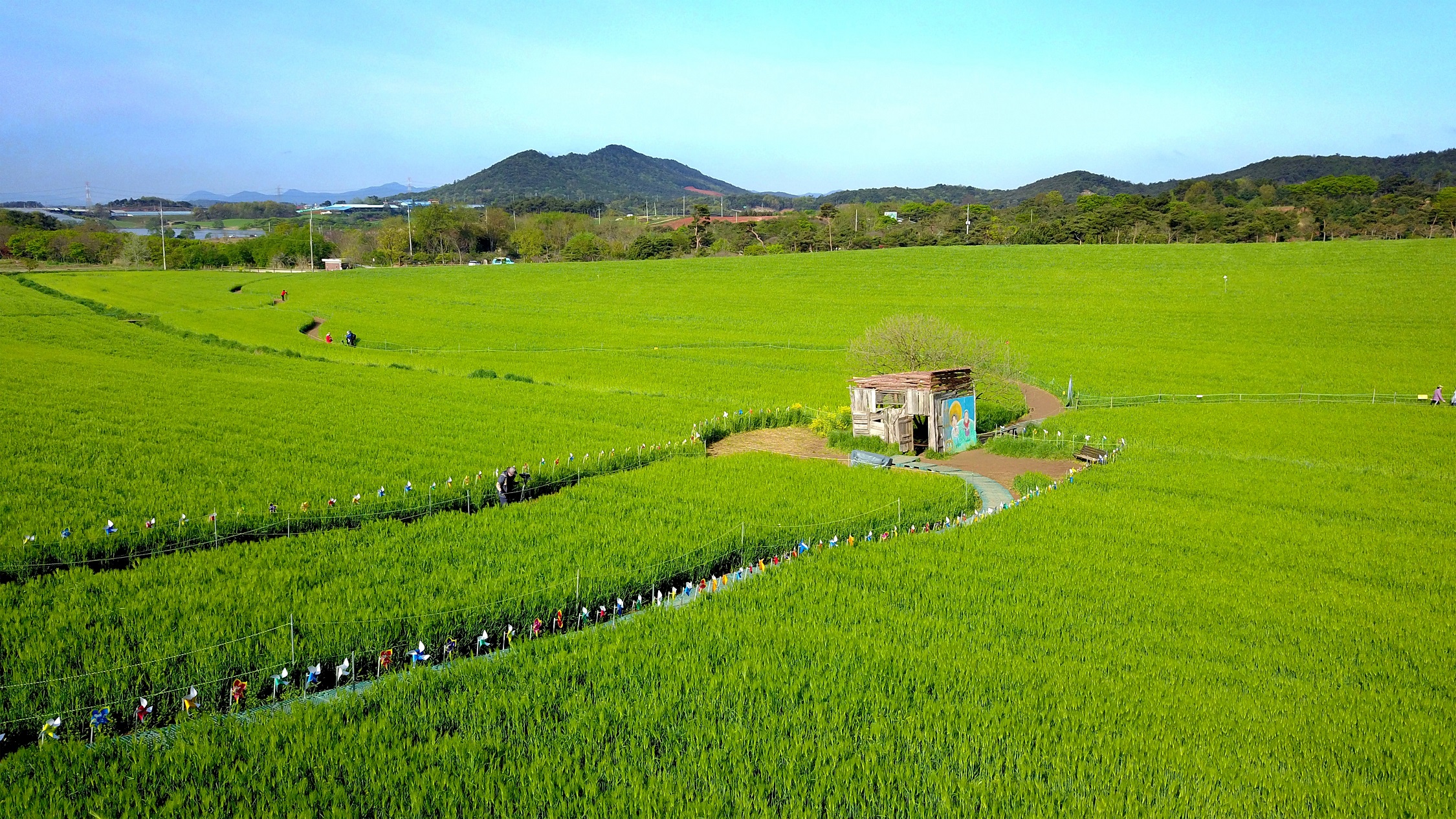 고창-청보리밭-축제