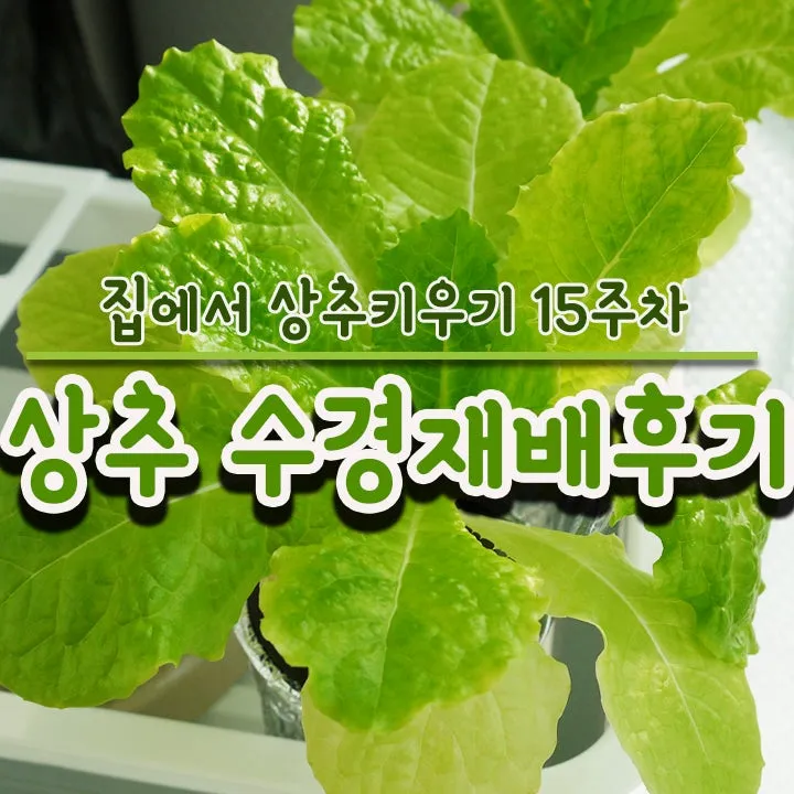 청상추 재배 모종 선택 잎 수확 습도 관리_3