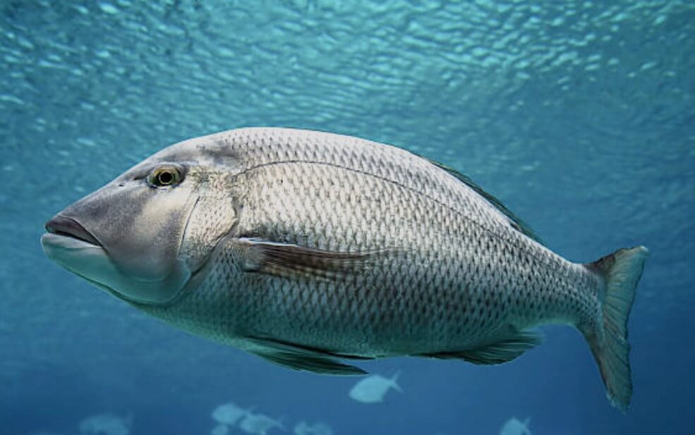 물고기 잡는 꿈