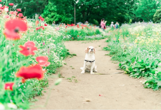 애완견이 꽃밭에 가서 즐겁게 사진 찍은 모습