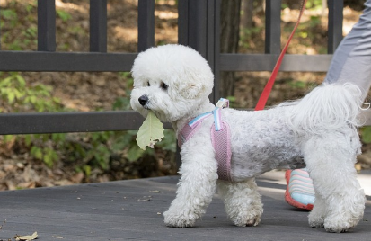 반려동물의 행동 언어 해석하기: 꼬리 흔들기, 몸 돌리기 등 신체 언어와 그 의미