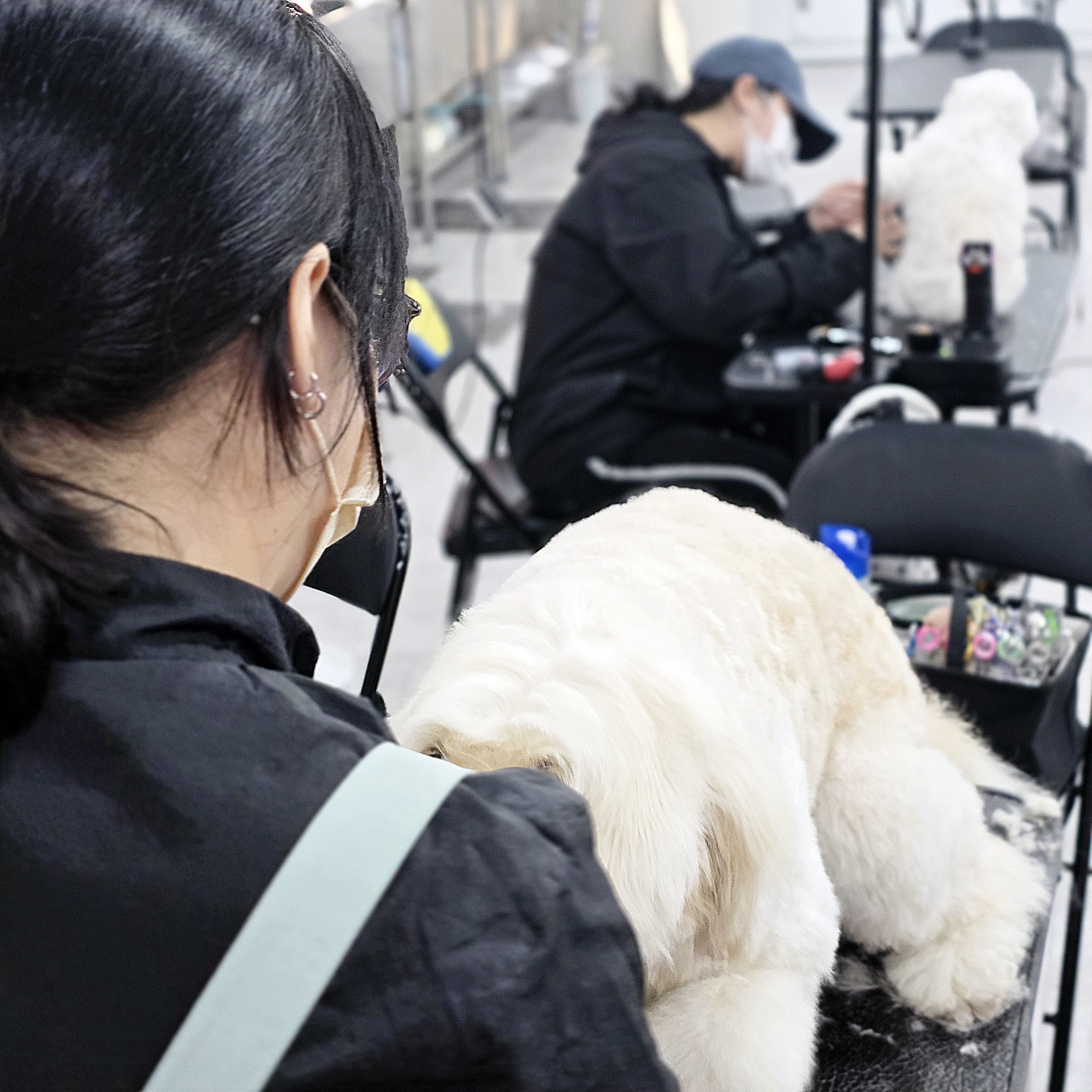 사상구애견미용학원