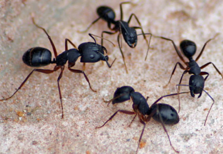 집에서 나오는 집벌레 