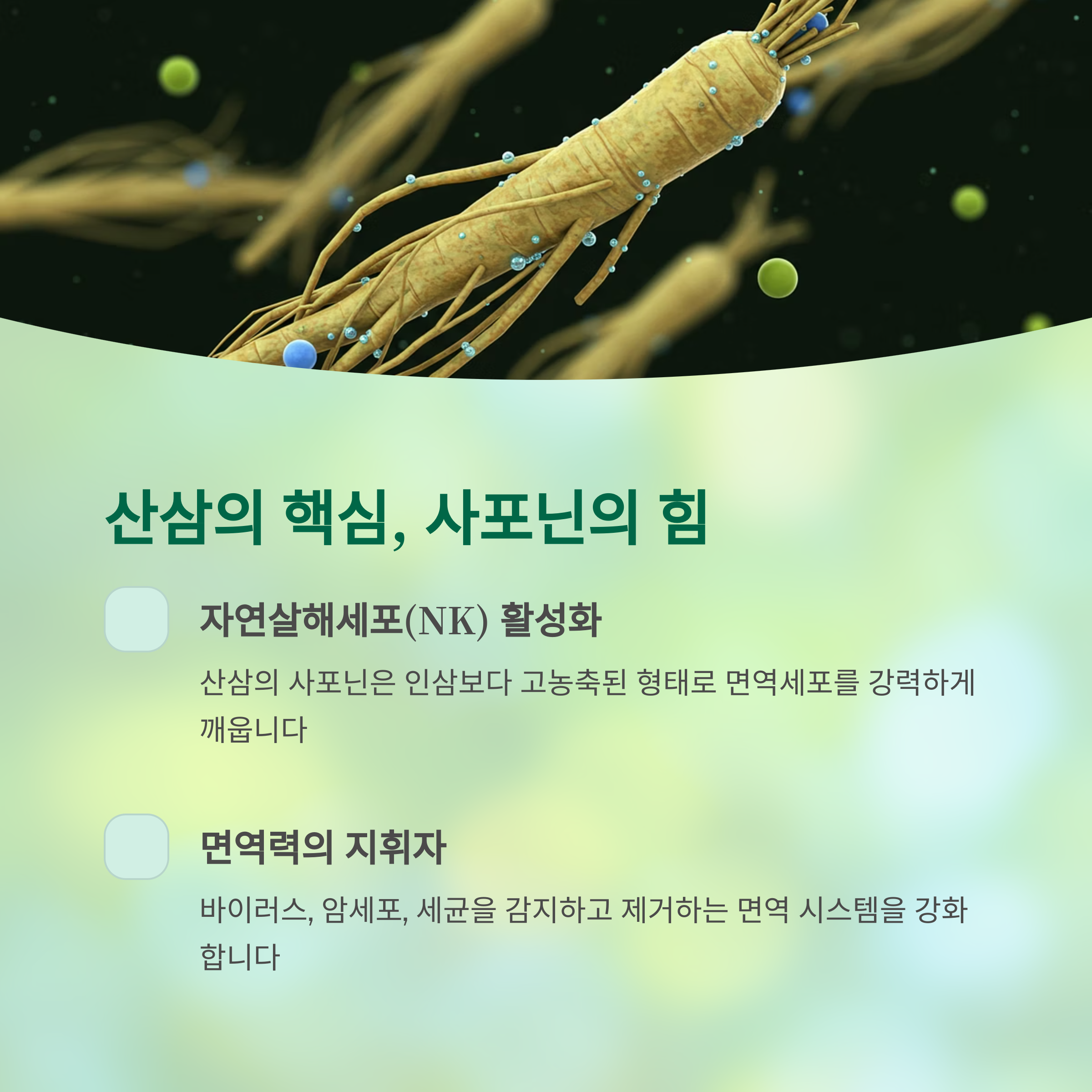 면역세포를 깨우는 사포닌, 산삼의 핵심
