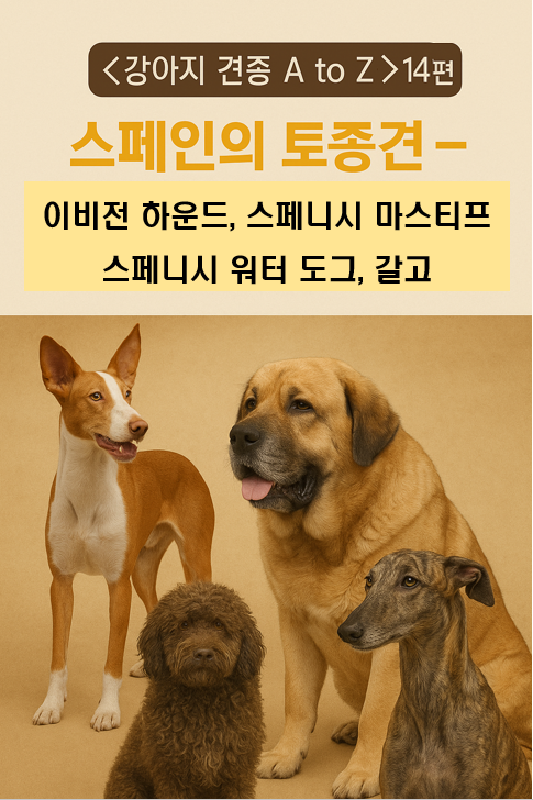 스페인의 토종견 이미지 – 스페인의 토종견, 투우와 플라멩코의 나라, 전통의 개들