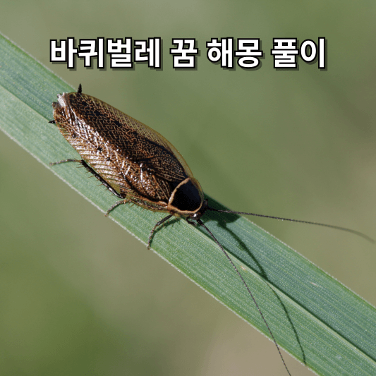 바퀴벌레 꿈 해몽