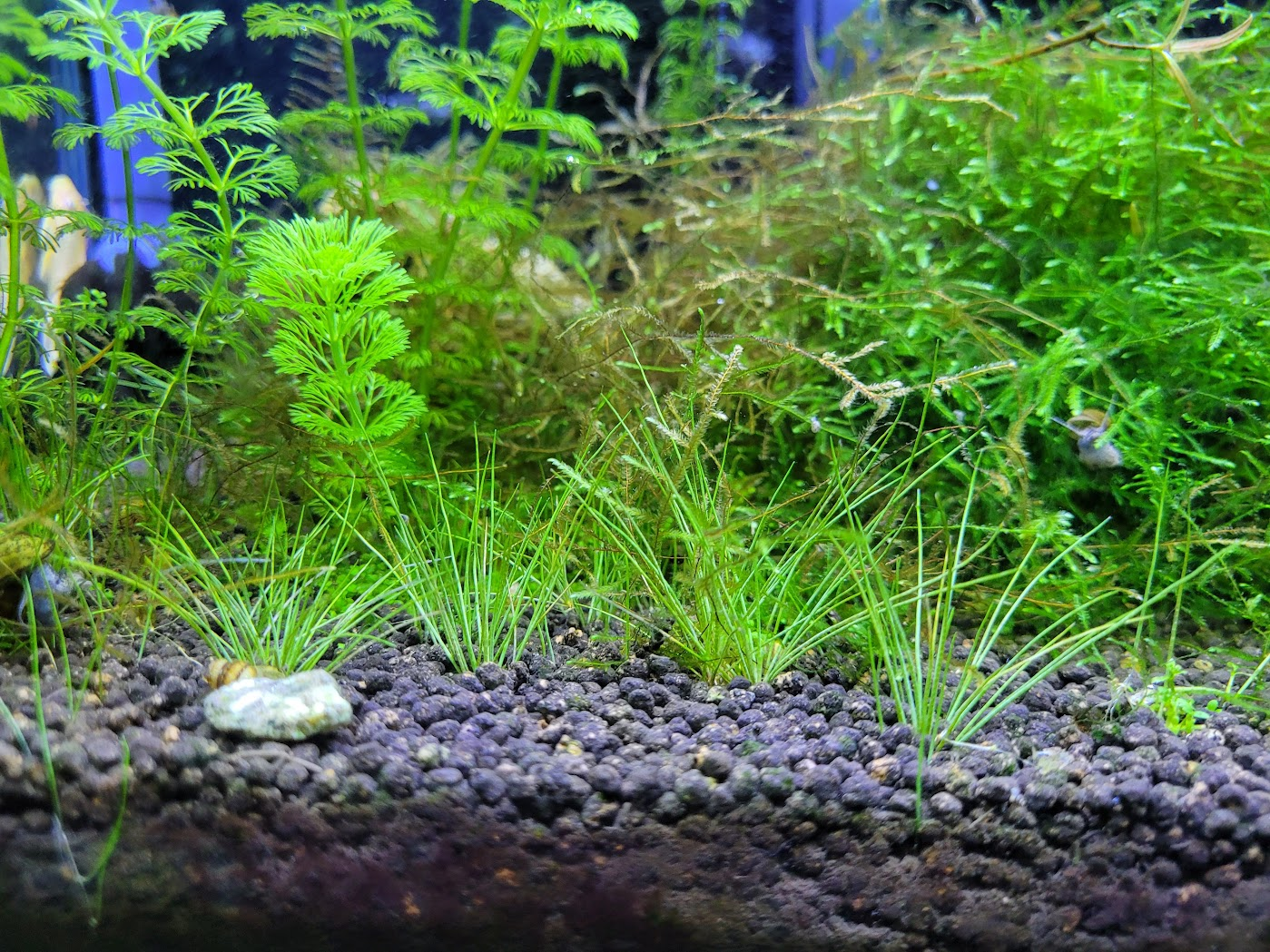 미니헤어그라스가 자라고 있는 모습