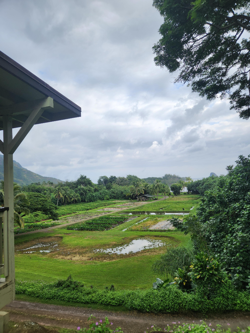 하와이 쿠알로아랜치 그로운 투어 ( 농장 투어 )