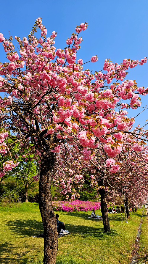 미사리 조정경기장 겹벚꽃