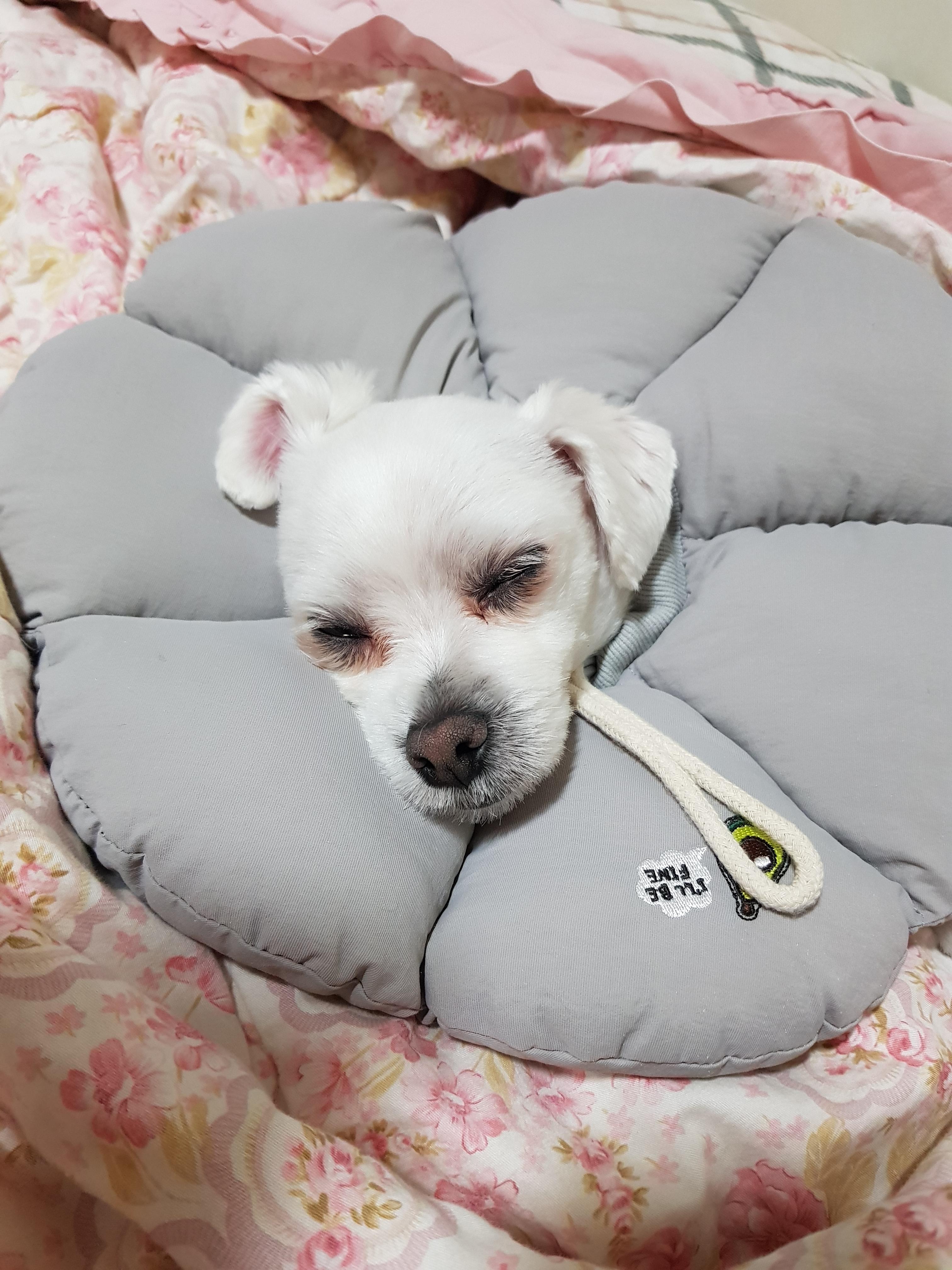 피부 질환으로부터 회복하고 있는 강아지