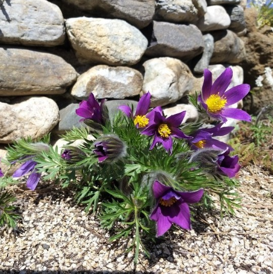 6시내고향 휴양마을 충북 괴산 미선나무체험 휴양마을