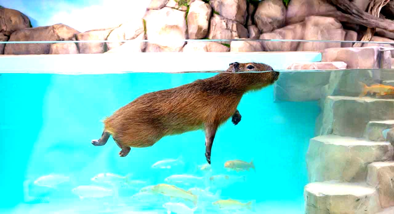 롯데월드 아쿠아리움에서 만날 수 있는 카피바라의 모습이다. [ⓒ롯데월드 아쿠아리움 공식 홈페이지]