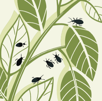 진딧물 천연 살충제 식초로 해결하는 완벽 가이드 1