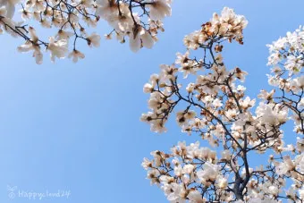 봄 국내 여행지 베스트 10 추천 맛집_24