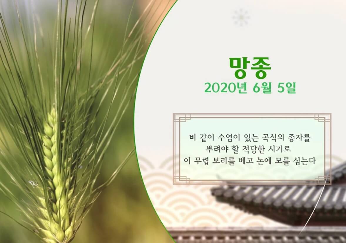 여름절기 망종