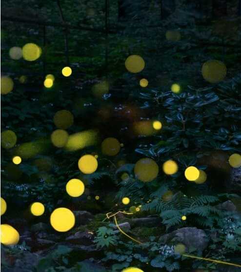 2025 화담숲 봄 수선화 축제