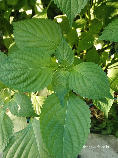햇볕을 받아 더욱 진하게 자란 깻잎 잎사귀
